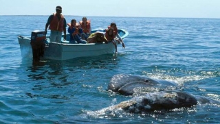 Conociendo a la ballena gris